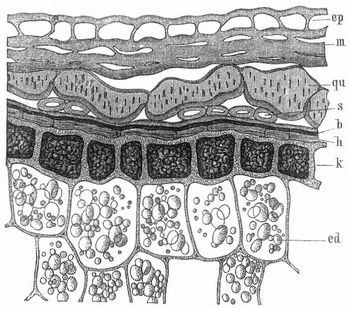 Fig. 2. Querschnitt durch Frucht- und Samenschale und durch die �u�ern Schichten des Endosperms.