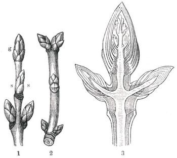 Fig. 1. Gipfelknospe (g) und Seitenknospen (s, s) vom Ahorn. Fig. 2. Seitenknospen von Syringa. Fig. 3. Inneres der Knospe.