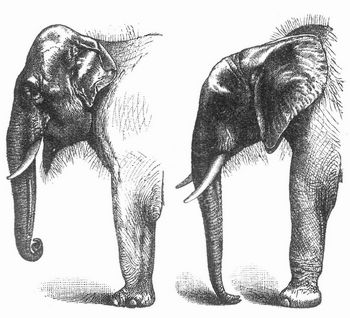 Fig. 2. Indischer, Fig. 3 afrikanischer Elefant.