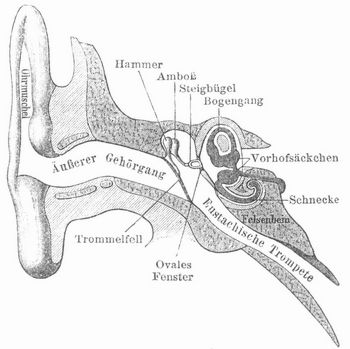 Fig. 1. Durchschnitt des Geh�rorgans.