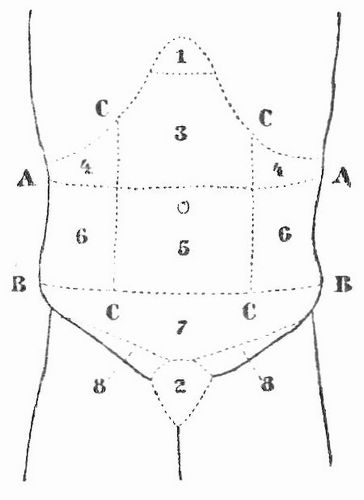 Schema des Bauches.