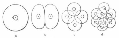 Fig. 1. Aquale Furchung.