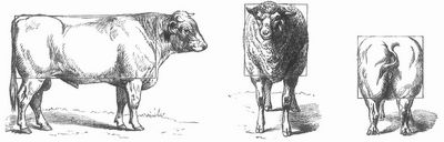 Fig. 1. Shorthornrind. Fig. 2. Southdownschaf. Fig. 3. Englisches Schwein. Verschiedene Parallelogrammformen.