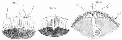 Fig. 1. Abschnitte des Eies von einem Seestern mit Samenf�den, von denen einer bei a sich in die H�lle des Eies einbohrt, bei b schon hindurchgedrungen ist.  Fig. 2. Oberer Abschnitt des Eies vom Neunauge. a Mikropyle, b Samenf�den, c Partie des Eiplasmes, worin der Samenfaden zum Eikern (d) gelangt.
