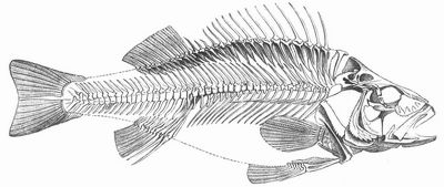 Skelett des Barsches (Perca fluviatilis).