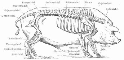 Benennung der einzelnen Teile des Schweineskeletts.