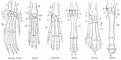 Handskelette von Säugetieren. R Radius (Speiche), U Ulna (Elle), A-G, Cc, P Knochen des Carpus (Handwurzel); A Seaphoideum (Kahnbein), B Lunare (Mondbein), C Triquetrum (dreieckiges Bein), D Trapezium (großes vieleckiges Bein), E Trapezoides (kleines vieleckiges Bein), F Capitatum (Kopfbein), G Hamatum (Hakenbein), P Pisisorne (Erbsenbein), Cc Centrale carpi, M Metacarpus (Mittelhand). Die Zahlen 15 bezeichnen die Finger (1 Daumen, 5 kleiner Finger.)