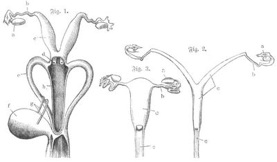 a Eierstock, b Eileiter, c Geb�rmutter, d �u�erer Muttermund, e Scheide, f Harnblase, g Harnleiter, h Blindsack der Scheide. Fig. 1. Geb�rmutter des K�nguruhs (Halmaturus). Fig. 2. Geb�rmutter der Zibetkatze (Viverra). Fig. 3. Geb�rmutter der Meerkatze (Cercopithecus).