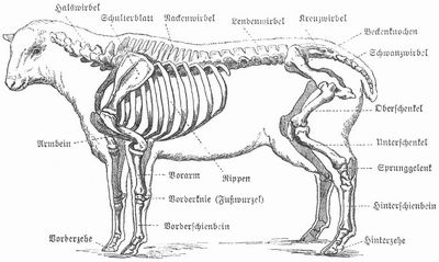 Benennung der einzelnen Teile des Schafskeletts.