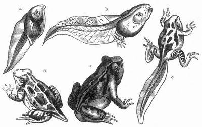 Entwickelung des Kr�tenfrosches. a Larve ohne Beine, mit hohem Flossenkamm; b �ltere Larve mit Hinterbeinen; c geschw�nzte Larve mit allen vier Beinen; d junger Frosch mit, e ohne Schwanzstummel.