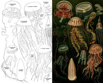 Medusen I.