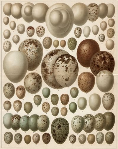 Eier europäischer Vögel I.