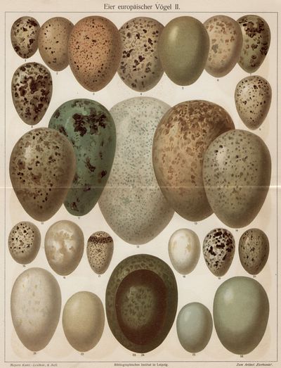 Eier europäischer Vögel II.