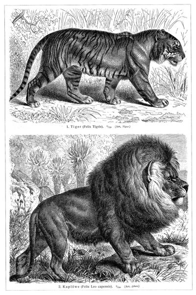 Raubtiere V. Katzen. (Vgl. hierzu die Tafeln Katzen und Pantherkatzen.)