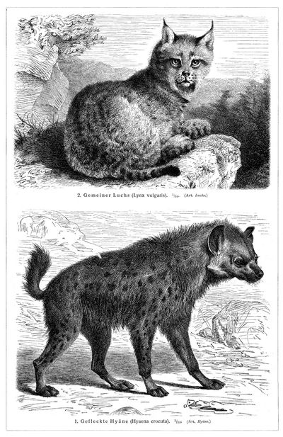 Raubtiere VI.