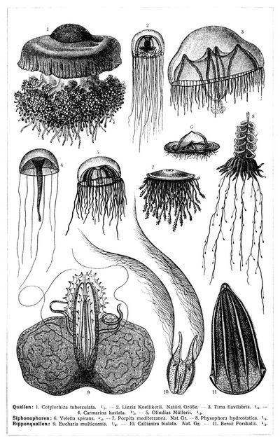 Medusen II.