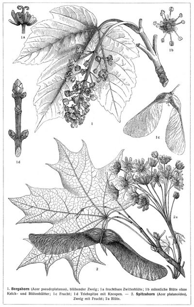Ahorn I.