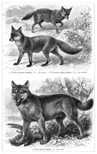 Raubtiere III. Hunde. (Vgl. hierzu die Tafeln Hunde.)