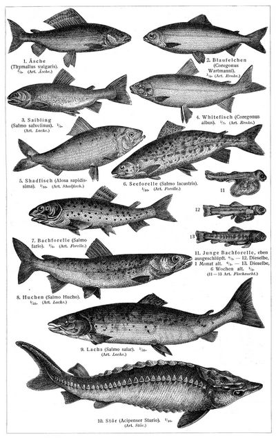 K�nstliche Fischzucht I.