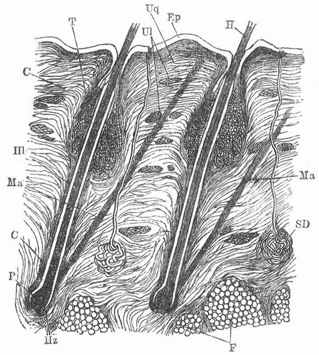 Fig. 1. Kopfhaut des Menschen. Ep Epidermis, C Cutis (Lederhaut), Ul L�ngs-, Uq Querz�ge des ...