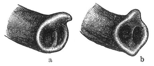 Fig. 1. a R�ssel des indischen, b des afrikanischen Elefanten.