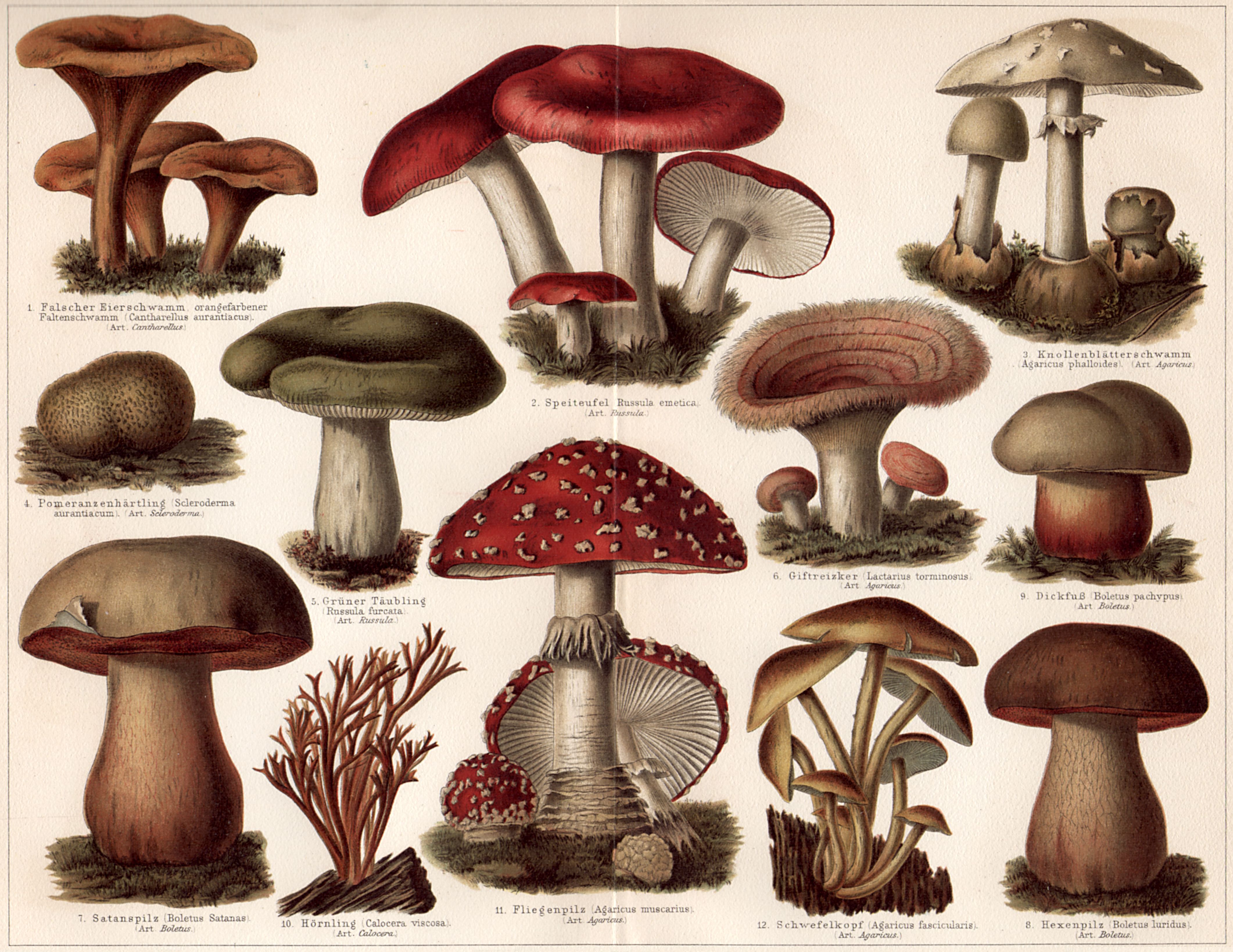 Рисунки ядовитых грибов