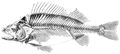 Skelett des Barsches. Nach Cuvier. 1 Stirnbein, 2 vorderes Stirnbein, 3 Riechbein, 4 hinteres Stirnbein, 5 unteres Hinterhauptbein oder Keilbeinfortsatz (liegt unter 28), 6 Keilbein, 7 Scheitelbein, 8 Stachelfortsatz des Hinterhauptes, 9 �u�eres Hinterhauptbein, 10 seitliches Hinterhauptbein, 11 gro�er Keilbeinfl�gel, 12 Warzenbein, 13 Felsenbein, 14 Augenfortsatz des Keilbeines (verdeckt), 15 vorderes Keilbein (verdeckt), 16 Pflugschar (verborgen unter 19). - Oberkiefer: 17 Zwischenkiefer, 18 Oberkiefer, 19 erstes Unteraugenh�hlenbein, 19' hintere Augenh�hlenkn�chel (Jochbeinst�cke), 20 Nasenbein, 21 Schl�fenkn�chel, 22 Gaumenbein (vor 24, unter 19 verborgen), 23 Schl�fenbein, 24 Querbein, 25 inneres Fl�gelbein, 26 Jochbein, 27 Pauke, 28 Deckelst�ck, 29 Stielfortsatz des Zungenbeines (nicht sichtbar), 30 Vorderdeckel, 31 Verbindungsbein, 32 Unterdeckel, 33 Zwischendeckel, 34 Zahnst�ck, 35 Gelenkst�ck, 36 Winkelst�ck, 37 Deckst�ck (verborgen unter 35). ⋼ aaa Wirbel; b verwachsene Schwanzwirbel; cc Querforts�tze, meist getrennt vom K�rper; dd die beiden verwachsenen Querforts�tze unter dem Schwanz, lassen zwischen sich ein Loch f�r die Aorta; ee Rippen, h�ngen nur mit einem K�pfchen an den Querforts�tzen; ff Rippenanh�ngsel, bisweilen 2 an einer Rippe, sind die eigentlichen Gr�ten; gg Stachelforts�tze; hh vordere Zwischenstachelforts�tze; ii hintere Zwischenstachelforts�tze; kk 14 harte Strahlen der ersten R�ckenflosse; ll 3 harte Strahlen und mm 12 weiche Strahlen der zweiten R�ckenflosse; nn kurze, harte Strahlen der Schwanzflosse; o weiche Strahlen der Schwanzflosse; pp untere Stachelforts�tze; qq untere Zwischenforts�tze; r harte Strahlen der Afterflosse; s weiche Strahlen der Afterflosse.⋼ Vorderglieder: AB Schulterblatt, in zwei Theile zerfallen; C Oberarm (ABC Schulterg�rtel); D Elle; E Speiche; F vier Handwurzelknochen; G Flossenstrahl, welcher noch an der sogenannten Speiche eingelenkt ist; H verzweigte Flossenstrahlen; IK zwei Knochenst�cke, welche von einigen f�r den Rabenschnabelfortsatz, von anderen f�r das Schl�sselbein gehalten werden; L Hinterglied; M ein harter Strahl der Bauchflosse; N weiche Strahlen der Bauchflosse.
