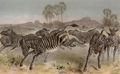 Zebra.