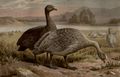 H�hnergans.
