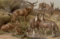 Kuhantilopen. Tora. Buntbock. Bl�ssbock. Senegalantilope.