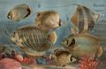 Schuppenflosser. 1 Fahnenfisch. 2 Korallenfisch. 3 Klippfisch. 4 Geissler. 5 Herzogsfisch. 6 Kaiserfisch.