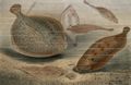 Plattfische. Steinbutt, Goldbutt, Zunge