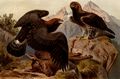 Steinadler.