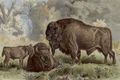 Wisent.