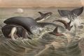 Schwertfisch und Gr�nlandswal.