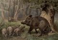 Wildschwein.