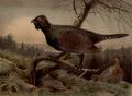 Auerhuhn.
