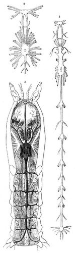 1 Nervensystem des gemeinen Heuschreckenkrebses (Squilla mantis); 2 Nervensystem einer Krabbe; 3 Herz- und Hauptarterien des Hummers.