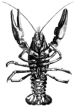 Flu�krebs (Astacus fluviatilis). 3/4 nat�rl. Gr��e.