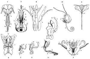 1 Kopf der Honigbiene von vorn, 2 der Erdhummel von unten; 3 Mundtheile der Andrena labialis, 4 der Cimbex variabilis; 5 Kopf des Procrustes coriaceus von unten; 6 Rechte Unterkieferhälfte von Cicindela campestris; 7 dieselbe von Staphylinus olens; 8 dieselbe von Locusta viridissima; 9 Kopf von Cicada orni von vorn; 10 Kopf eines Tagschmetterlings; 11. Rüssel von Tachina grossa. Alle Figuren stark vergrößert. a Kinn, b Zunge, b' Nebenzungen, c Lippentaster; alle drei machen zusammen die Unterlippe aus - d Kinnbacken (Mandibeln) - e Kinnladen (Maxillen), aus folgenden Stücken bestehend: f Angel, g Stil, h innere, h' äußere Lade (Lappen), i Kiefertaster - k Kopfschild - o Oberlippe oder Lefze - n beweglicher Zahn an der inneren Kinnlade.