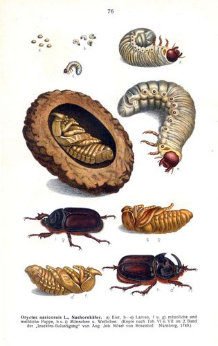 Lebenszyklus des Nashornk�fers aus Edmund Reitters Fauna Germanica