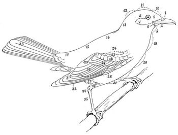 Wissenschaftliche Bezeichnung der hauptsächlichsten Außentheile des Vogelleibes. 1 Nasenlöcher, 2 Kinn, 3 Schnabelspaltwinkel, 4 Backe, 5 Kehle, 6 7 8 9 Unterkiefer-, Ohr-, Schläfen- und Zügelgegend, 10 Stirne, 11 Scheitel, 12 Hinterkopf, 13 Nacken, 14 15 Ober- und Unterrücken, 16 Bürzel, 17 18 Ober- und Unterschwanzdeckfedern, 19 Gurgel, 20 21 Ober- und Unterbrust, 22 Unterschenkel, 23 Bauch, 24 Schulter, 25 26 27 kleine, mittlere und große Oberflügeldeckfedern, 28 Bugfedern, 29 30 31 Achsel-, Arm- und Handschwingen oder Schwungfedern dritter, zweiter und erster Ordnung, 32 After, 33 Steuer- oder Schwanzfedern, 34 Ferse, 35 Lauf.