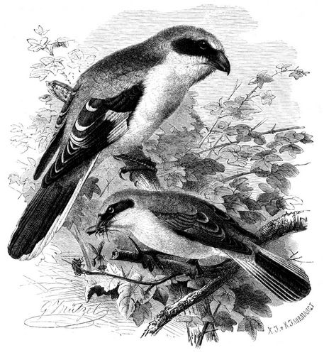 Raubw�rger und Neunt�dter (Lanius excubitor und collurio). 1/2 nat�rl. Gr��e.