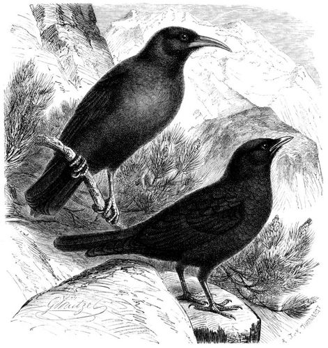 Alpenkr�he (Fregilus graculus) und Alpendohle (Pyrrhocorax alpinus). 1/3 nat�rl. Gr��e.