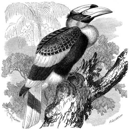 Doppelhornvogel (Buceros bicornis). 1/5 nat�rl. Gr��e.