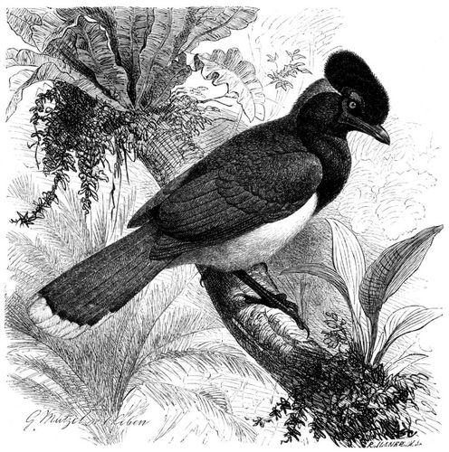 Kappenblaurabe (Cyanocorax chrysops). 3/5 nat�rl. Gr��e.
