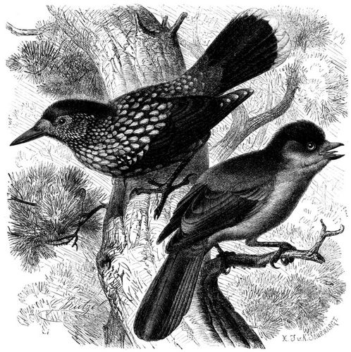 Nu�knacker (Nucifraga caryocatactes) und Ungl�cksheher (Perisoreus infaustus). 1/3 nat�rl. Gr��e.