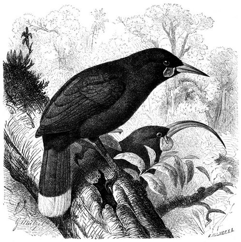 Hopflappenvogel (Heteralocha acutirostris). 1/3 nat�rl. Gr��e.