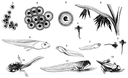 Entwickelungszust�nde der Eier und Larven des Grasfrosches. 1 Eier nach dem Legen. 2 Dieselben wenig sp�ter. 3 Larve im Ei. 4, 5 Dieselbe nach Durchbrechung der H�lle. 6 bis 12 Weiterentwickelung der Larve bis zur Verwandlung.