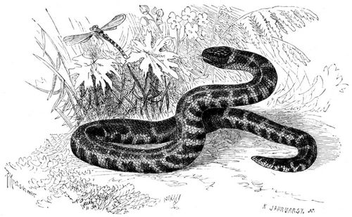 Rothschlange (Cylindrophis rufus). 1/4 nat�rl. Gr��e.